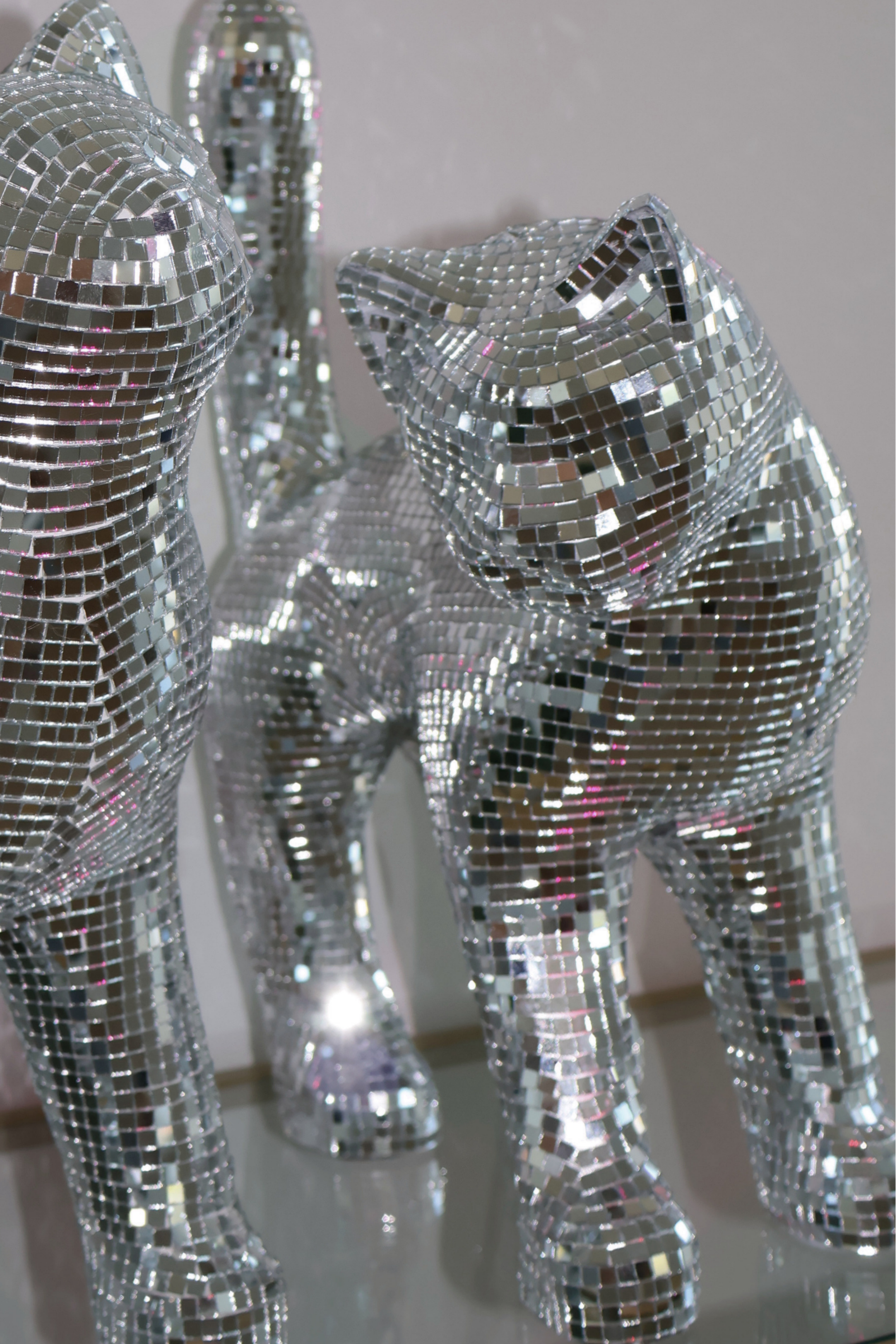 Disco cat - Ziggy Stardust