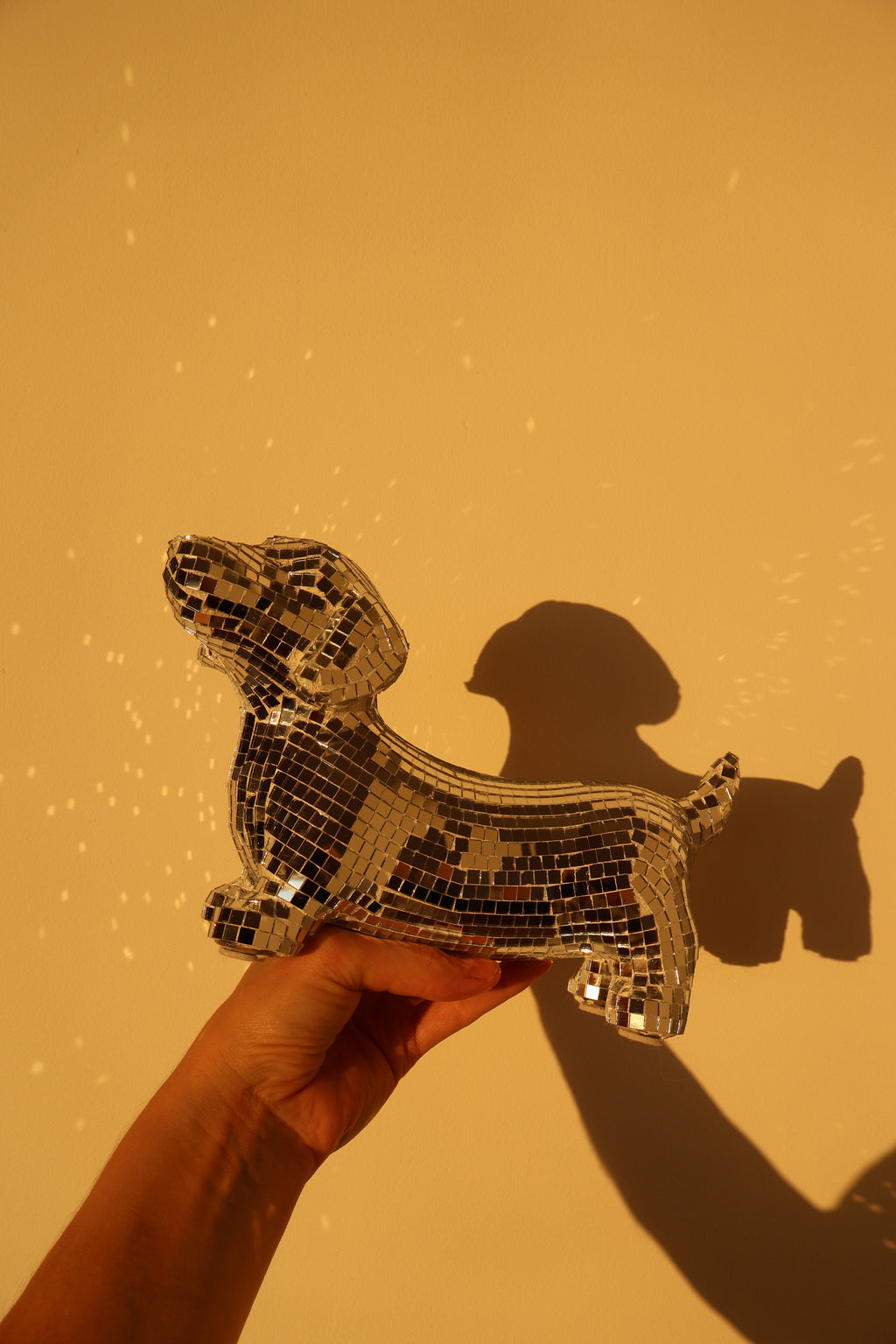 Disco dog - Dachshund