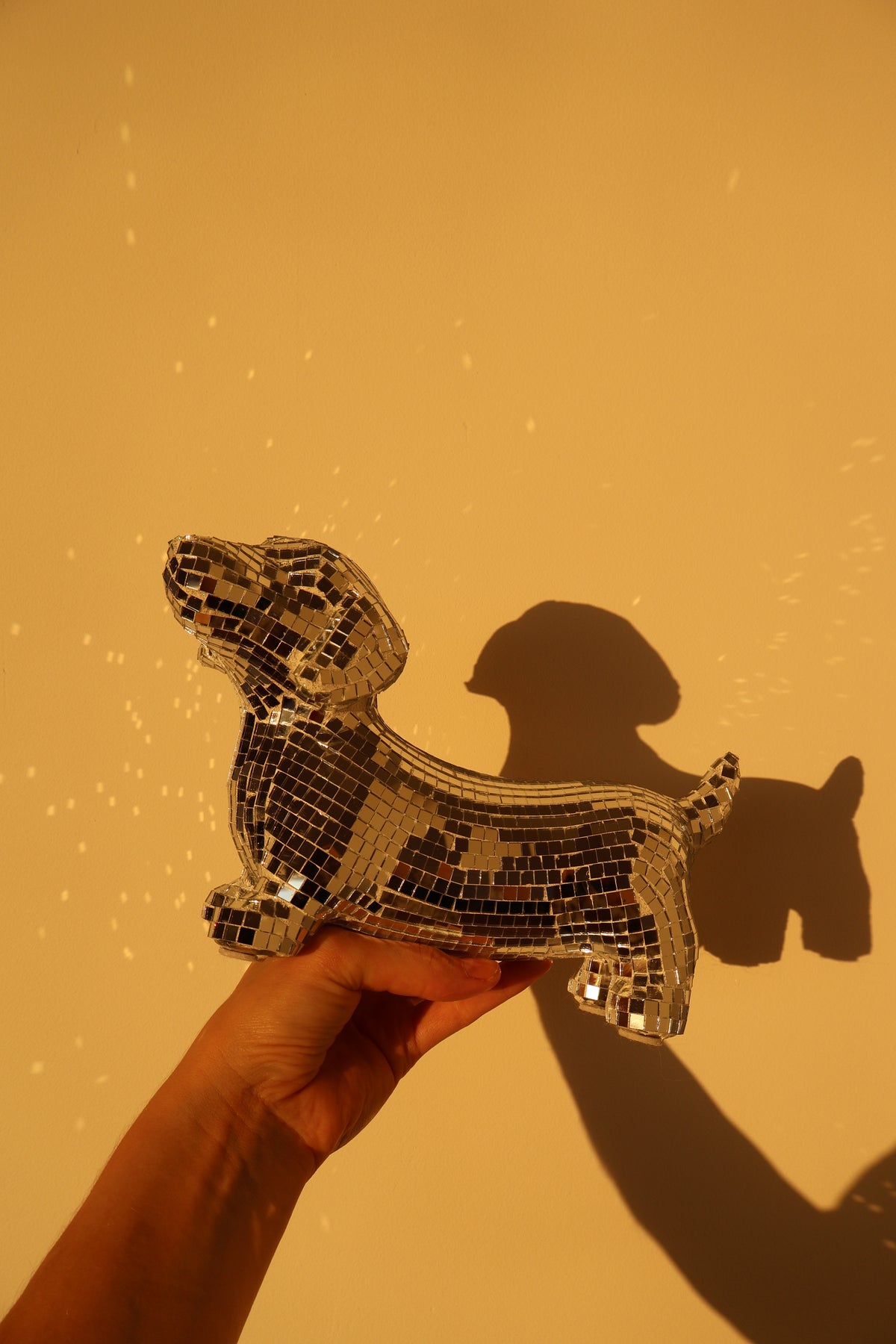 Disco dog - Dachshund
