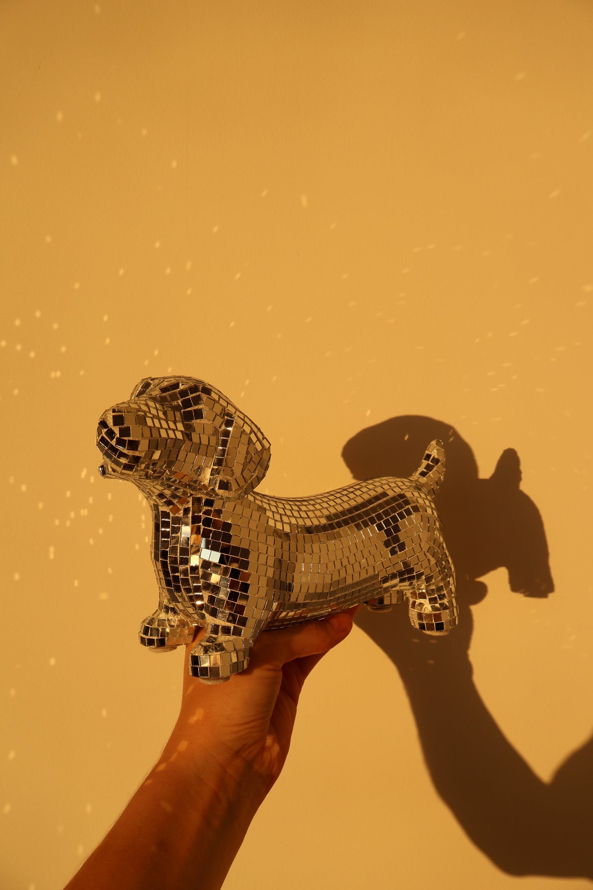 Disco dog - Dachshund