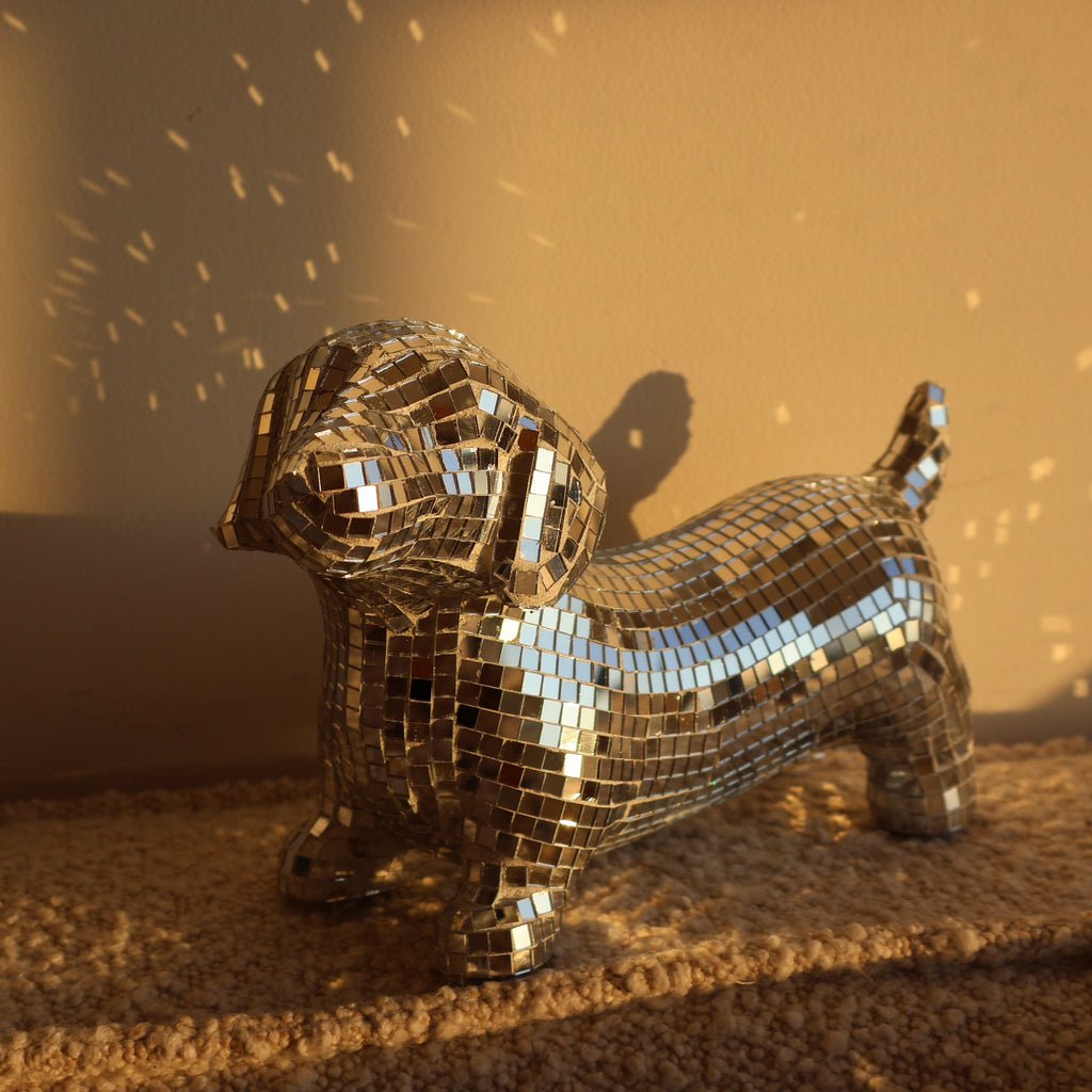 Disco dog - Dachshund