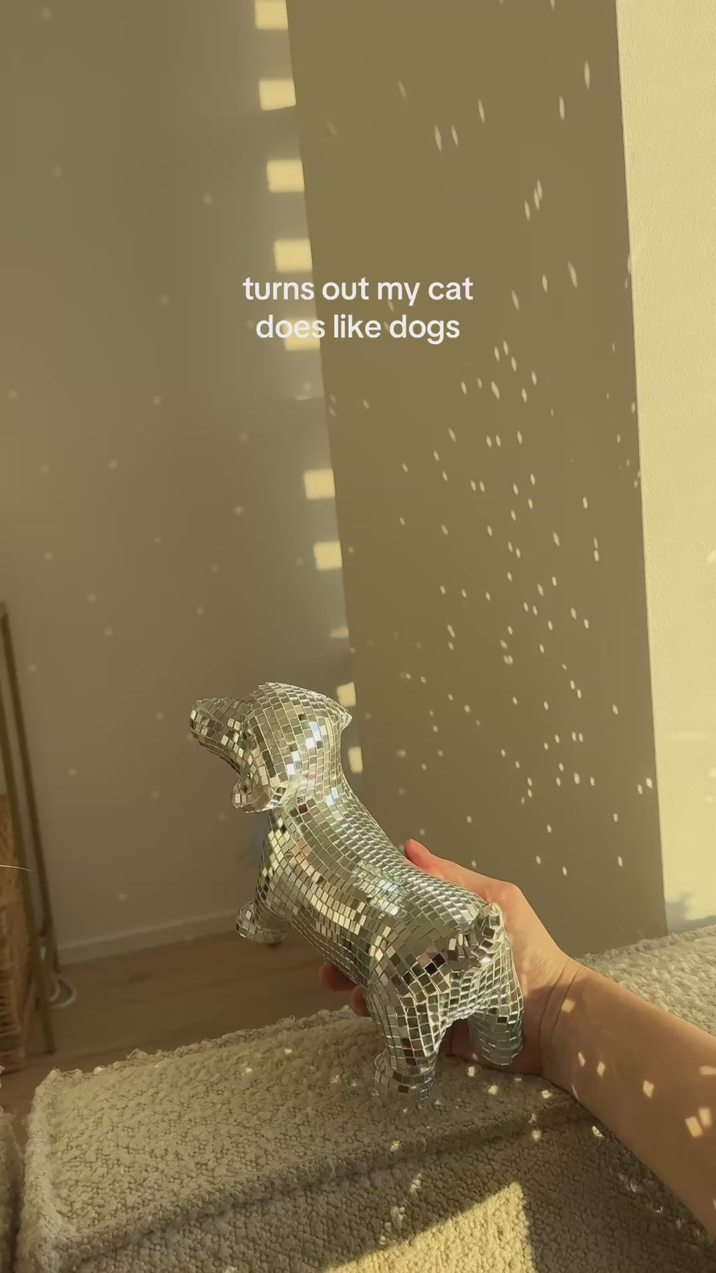 Disco dog - Dachshund