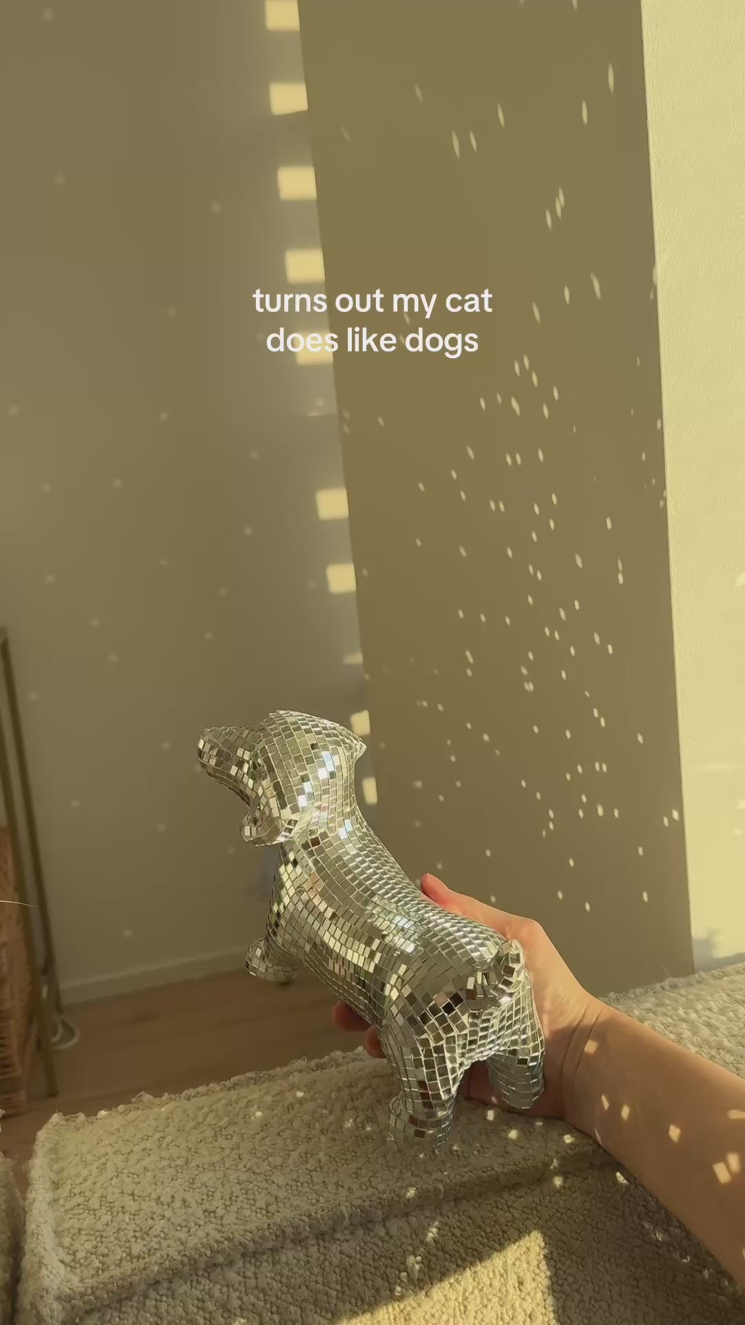 Disco dog - Dachshund